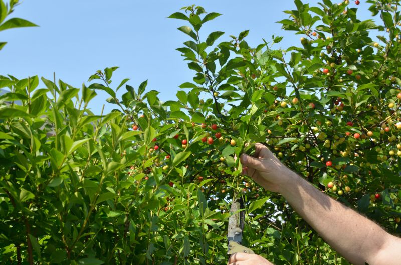 Peach Tree Pruning in San Jose, CA