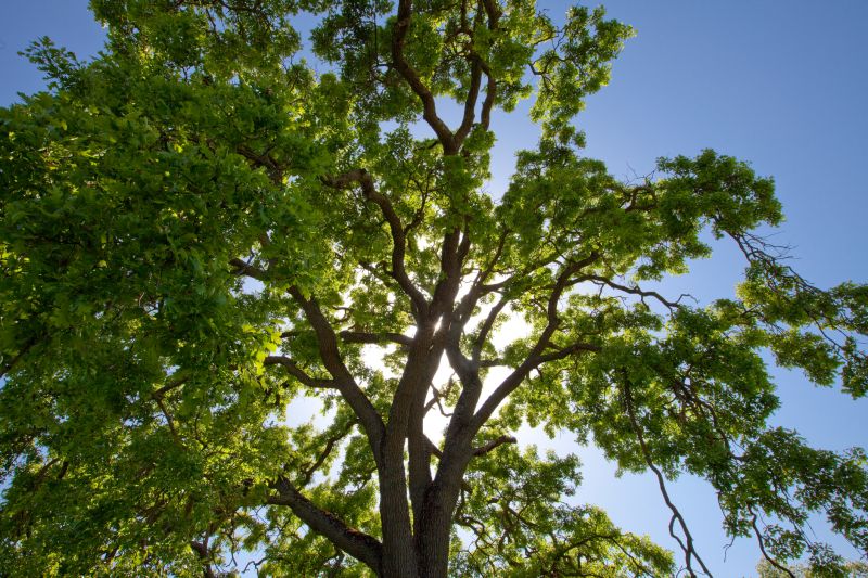 Tree Crown Shaping in Reno, NV