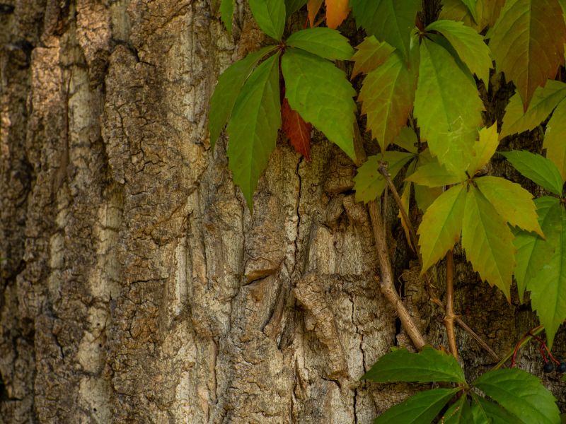 Vine Removal