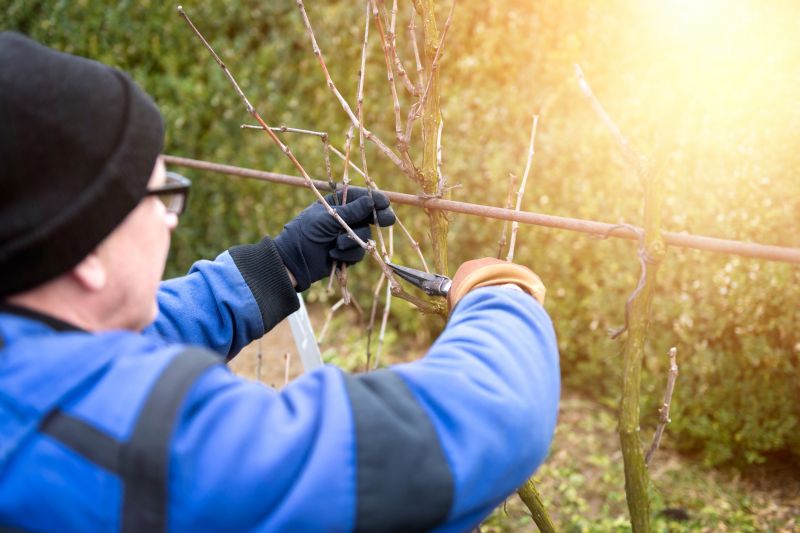 Vine Removal