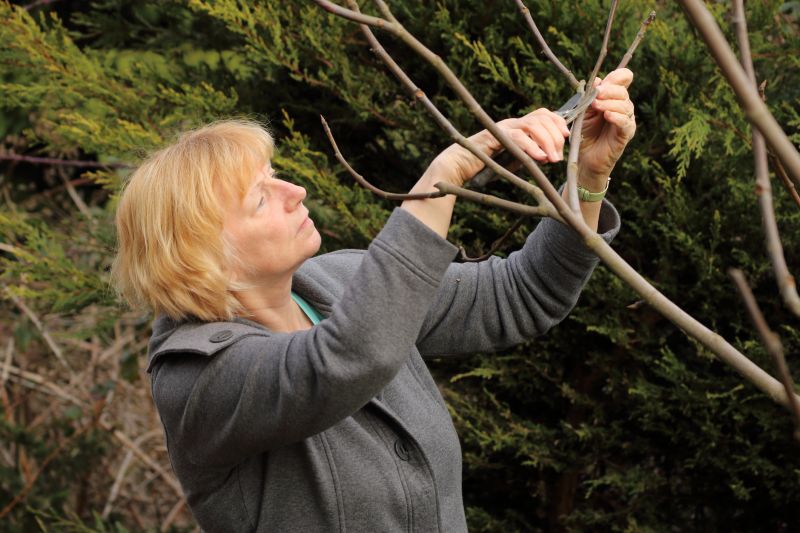 Apple Tree Pruning in Pottstown, PA
