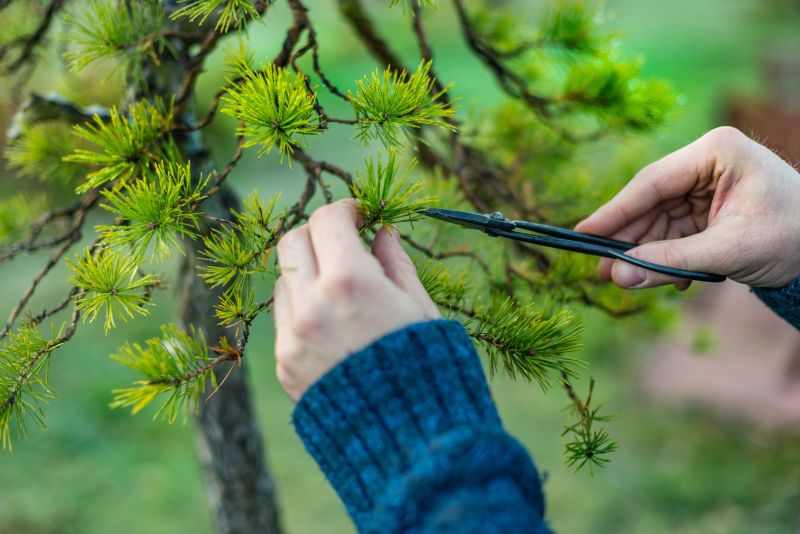 Apple Tree Pruning in Allentown, PA