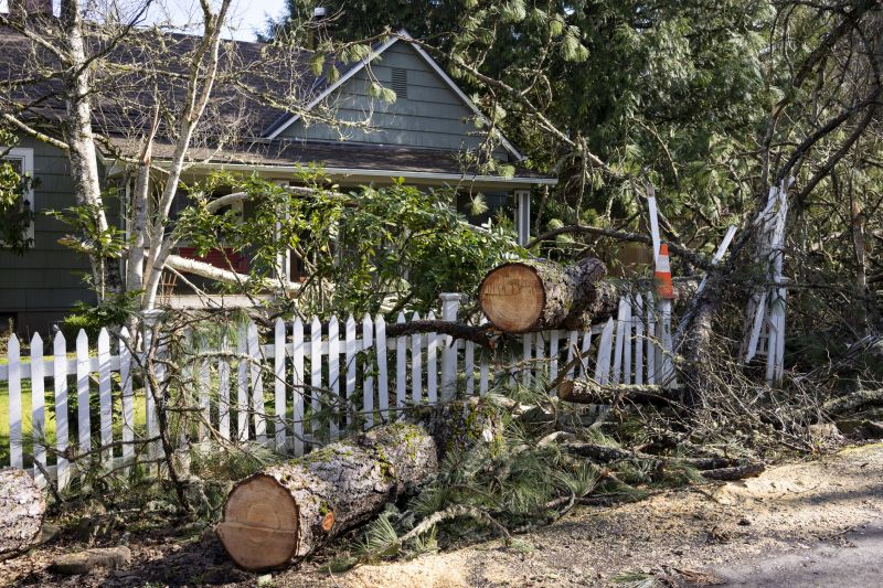 Apple Tree Removal in San Jose, CA