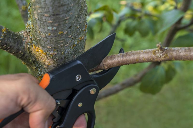 Apple Tree Removal in Doylestown, PA