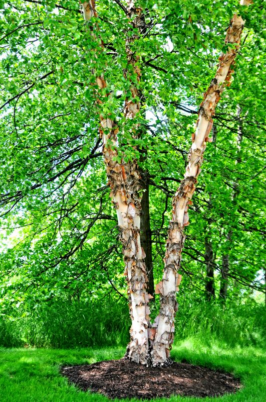 Birch Tree Pruning in Reno, NV