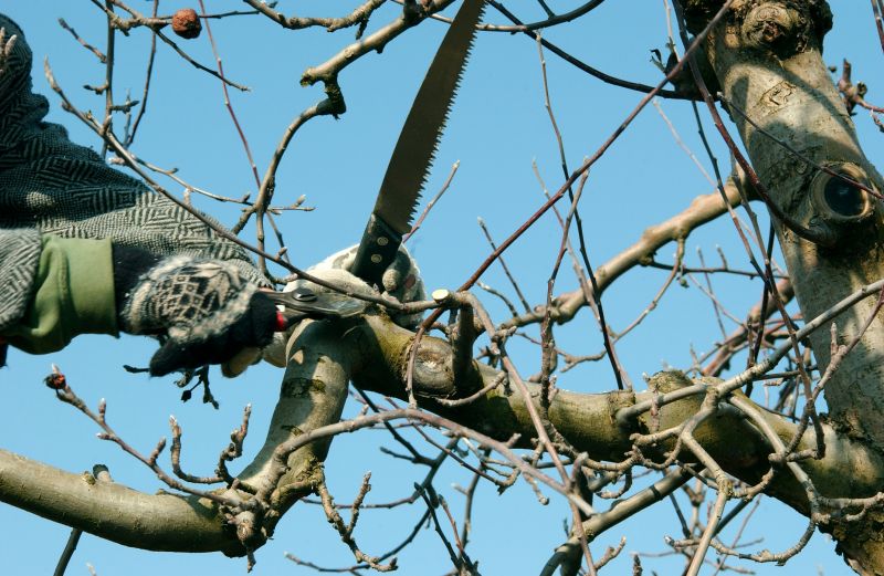 Bradford Pear Tree Pruning in Reno, NV