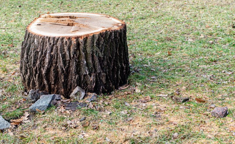 Bush Stump Grinding in Waldorf, MD