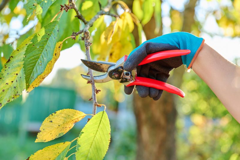Canopy Pruning in Doylestown, PA