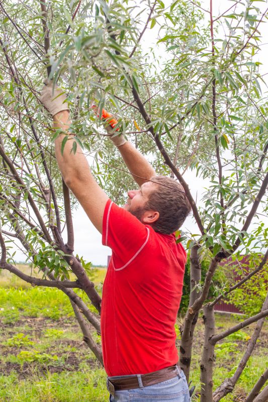 Cedar Tree Pruning in Doylestown, PA