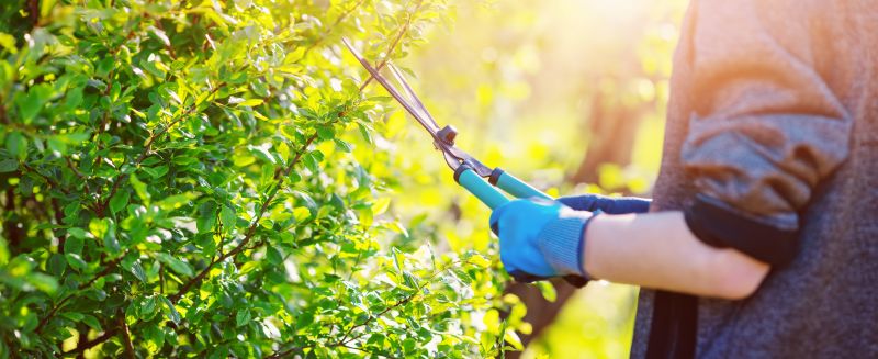 Commercial Shrub Trimming in Honolulu, HI