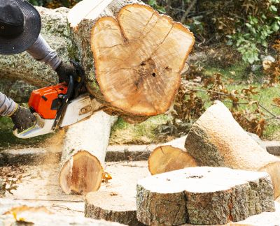 Commercial Tree Removal in Reno, NV