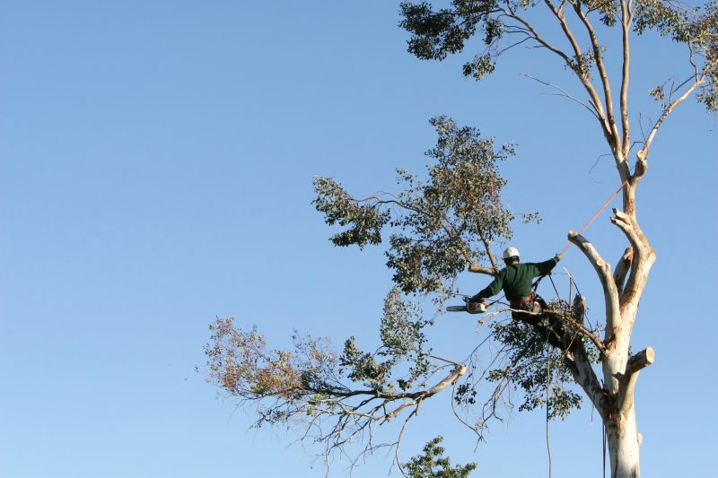Commercial Tree Trimming in Denver County, CO