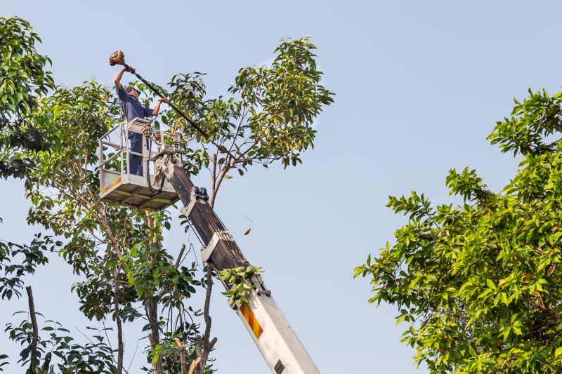Commercial Tree Trimming in San Jose, CA