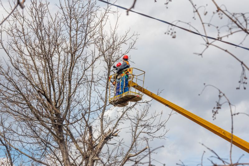 Commercial Tree Trimming in Denver, CO