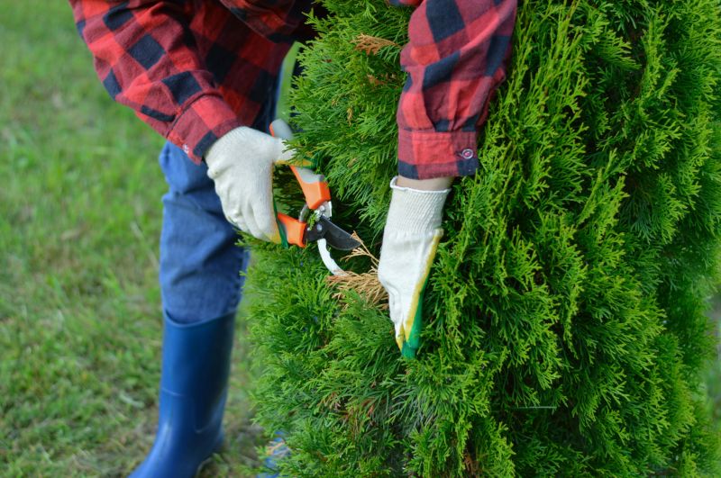 Crape Myrtle Pruning in Aiken, SC