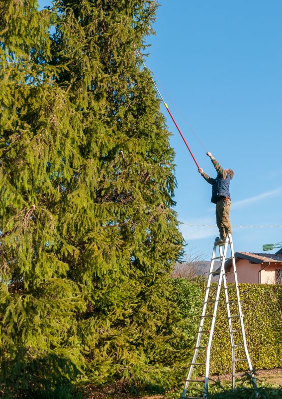 Cypress Tree Trimming in Doylestown, PA