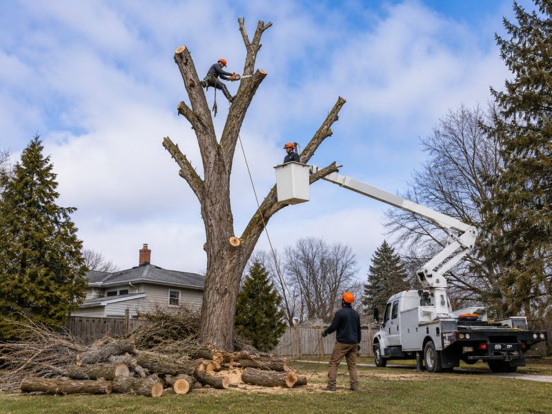Elm Tree Removal in San Jose, CA