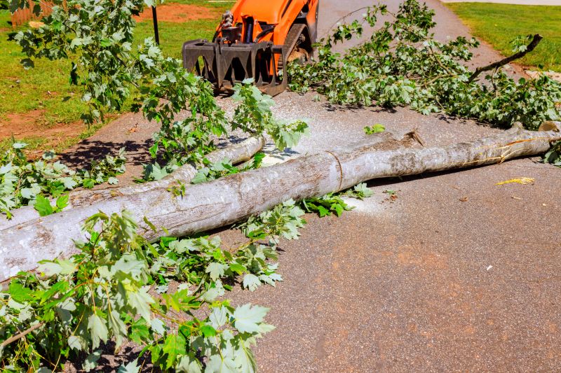 Fallen Tree Removal in Doylestown, PA