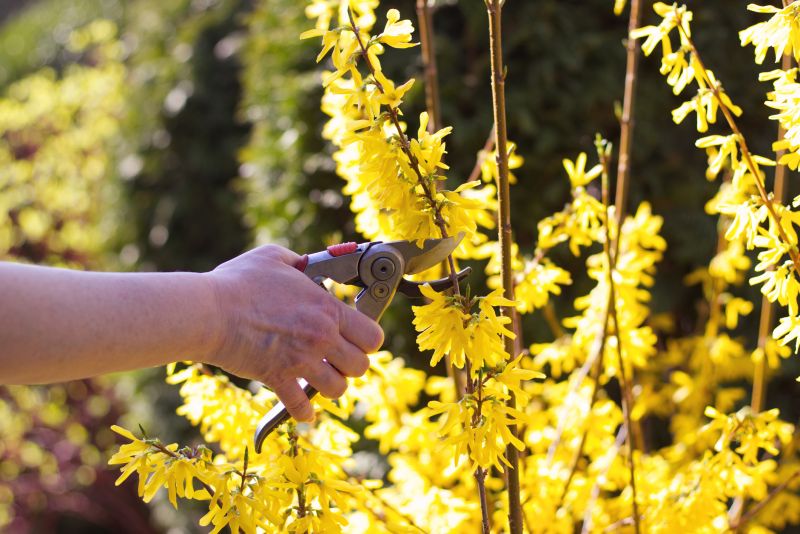 Forsythia Pruning in Aiken, SC