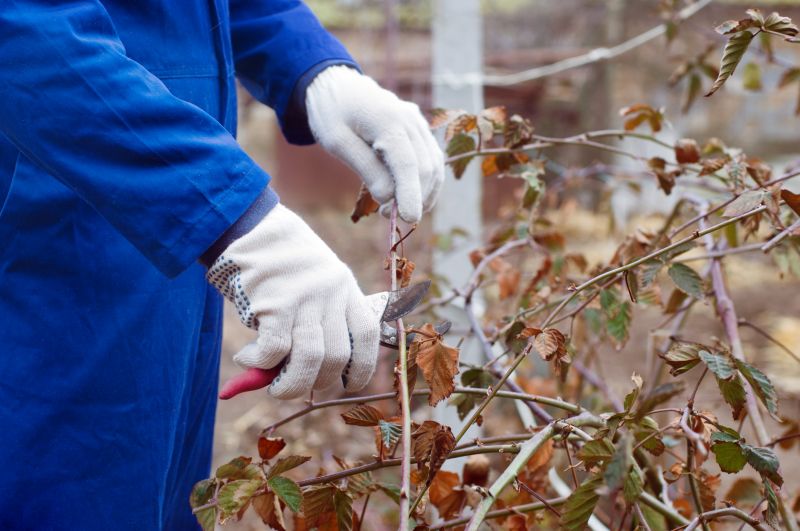 Forsythia Pruning in Aiken, SC