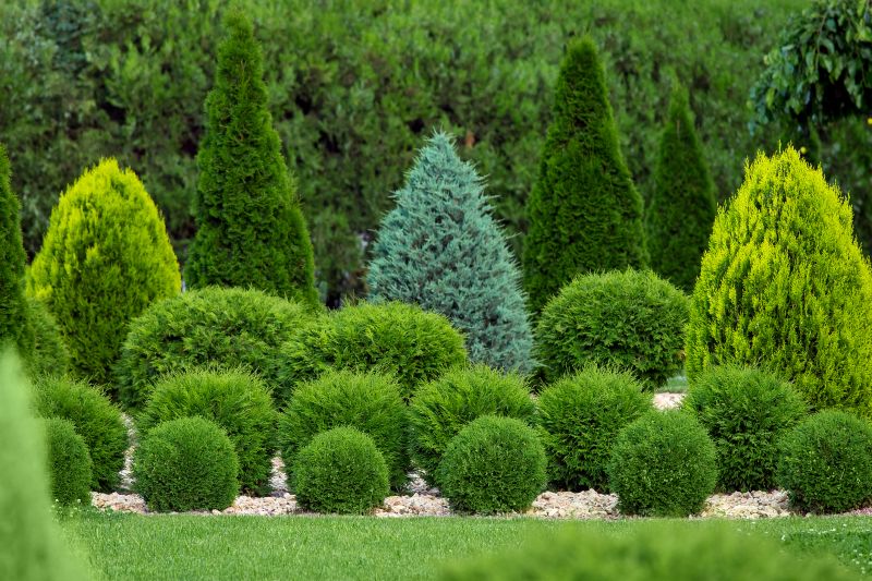 Hedge Shaping Service in Aiken, SC
