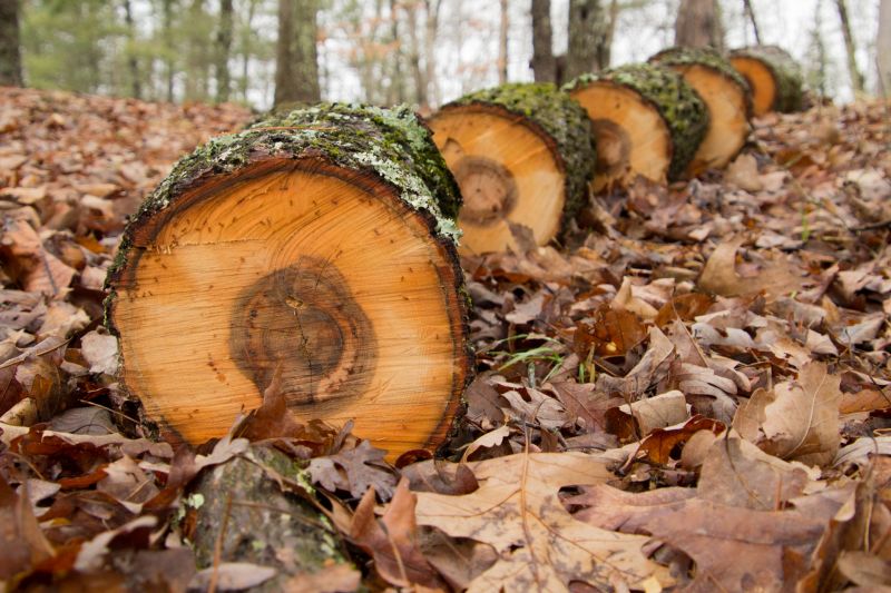 Hickory Tree Removal in Pottstown, PA