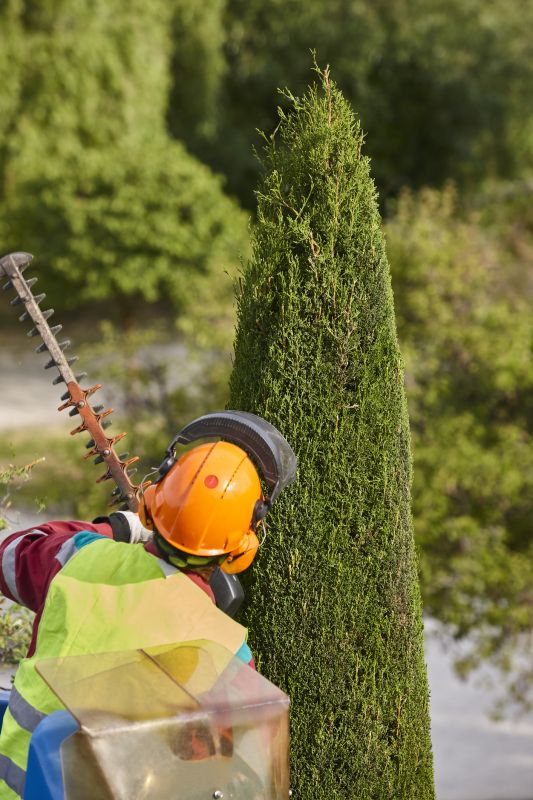 Hickory Tree Trimming in Reno, NV