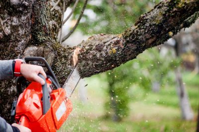 Hickory Tree Trimming in Doylestown, PA