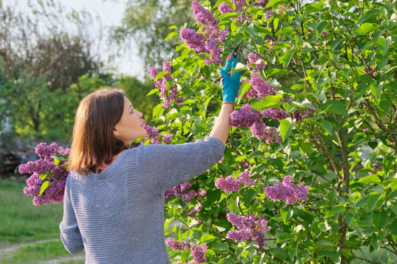 Honeysuckle Trimming in Ventura County, CA