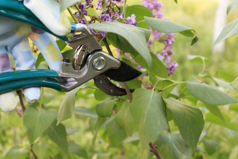 Hydrangea Pruning in Ventura County, CA