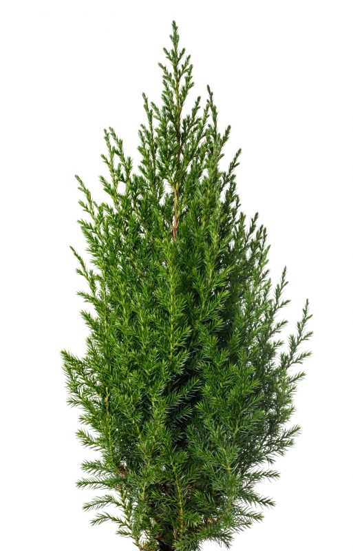 Juniper Pruning in Aiken, SC