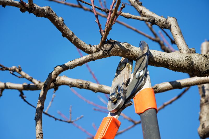 Limb Pruning in San Jose, CA