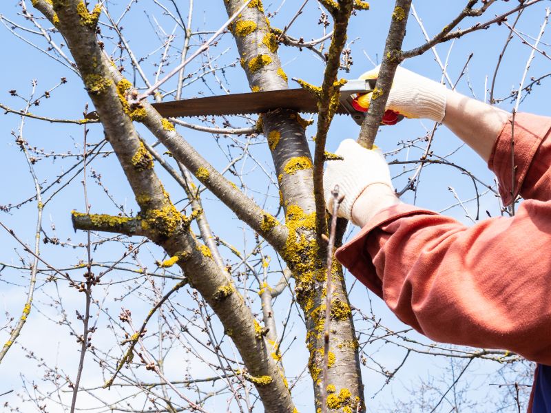 Limb Pruning in Pottstown, PA