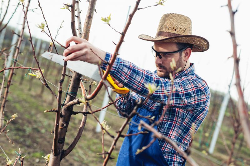 Oak Tree Pruning in Doylestown, PA