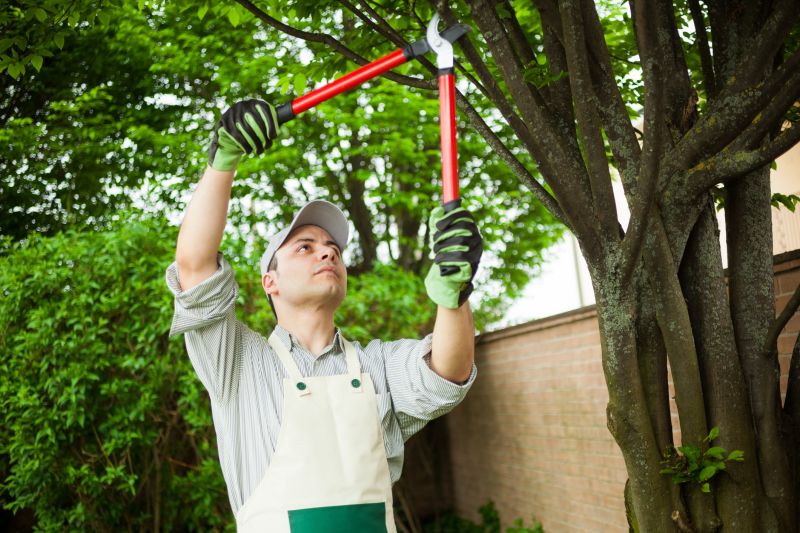 Oak Tree Pruning in Pottstown, PA