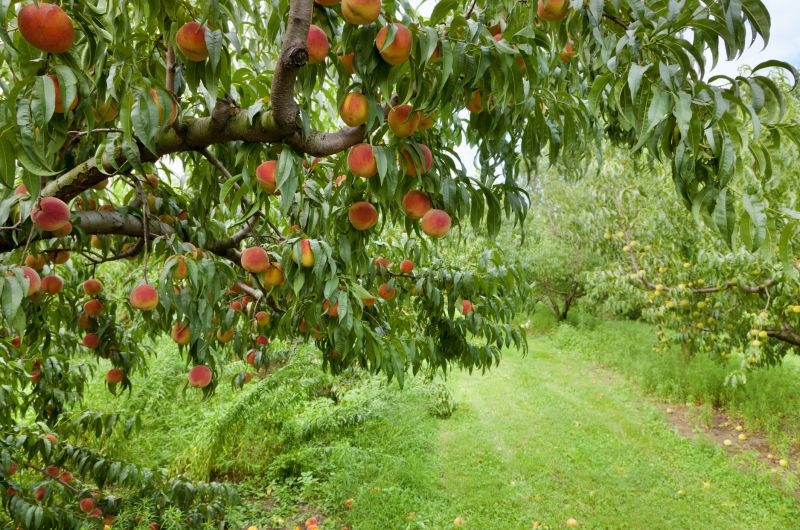 Peach Tree Pruning in Allentown, PA