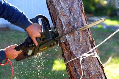 Residential Tree Service in Pottstown, PA