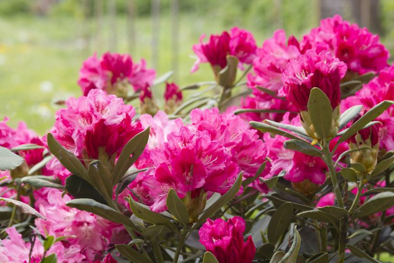 Rhododendron Pruning in Ventura County, CA