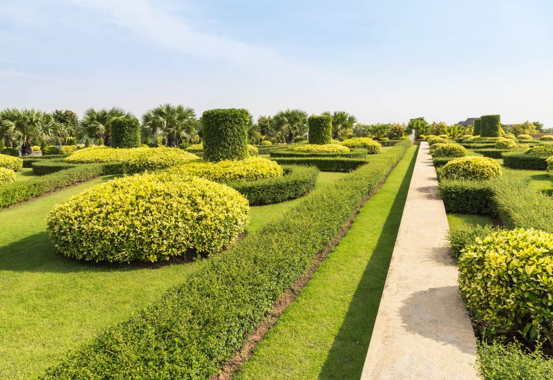 Artfully Shaped Shrubs