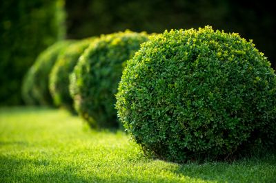Shrub Trimming in Ventura County, CA