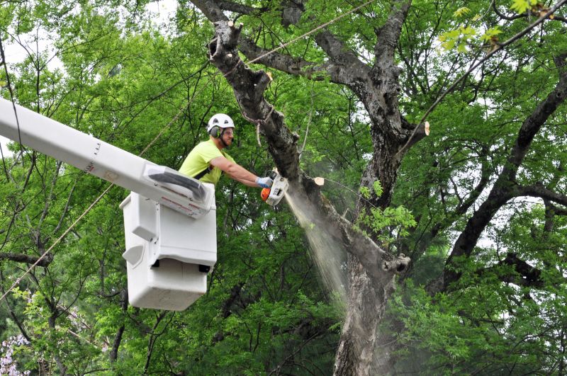 Spruce Tree Removal in Reno, NV