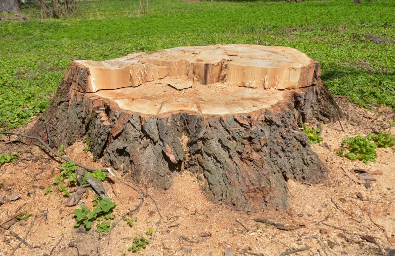 Stump Cutting in Calvert County, MD