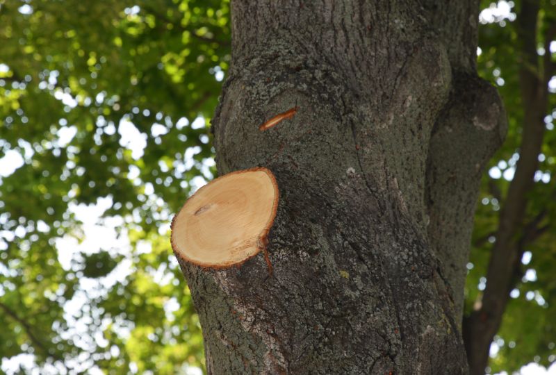 Tree Branch Cutting in San Jose, CA