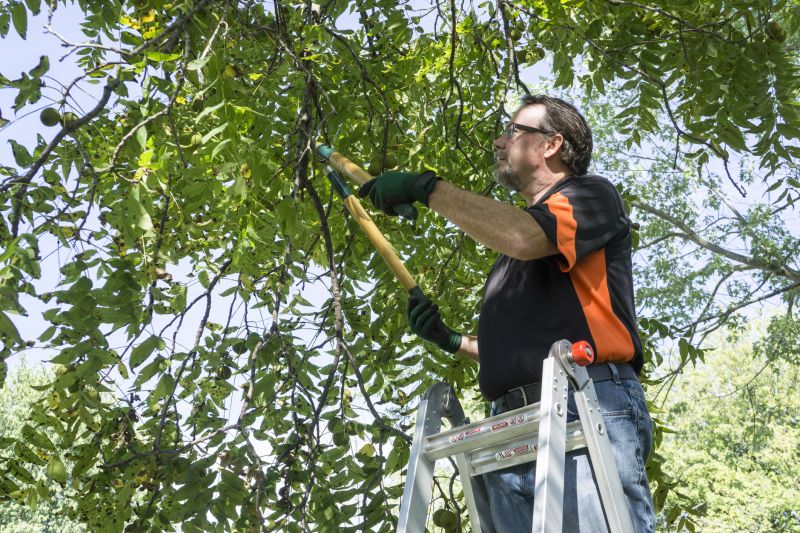 Tree Branch Cutting in Reno, NV