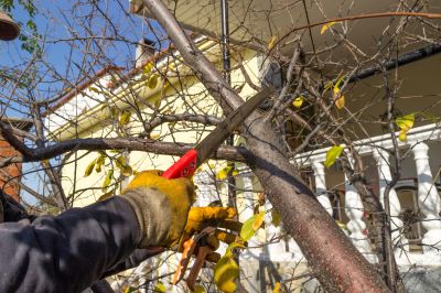 Tree Maintenance Service in San Jose, CA