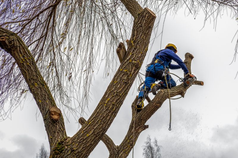Tree Shearing in Pottstown, PA
