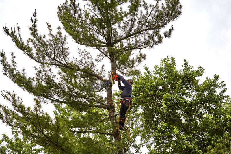 Contractor Performing Vine Removal