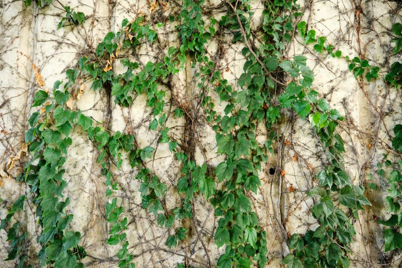 Overgrown Vine Landscapes