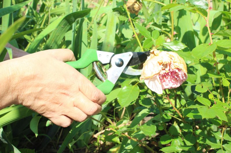 Vine Removal Cost Guide — Cost of Vine Removal