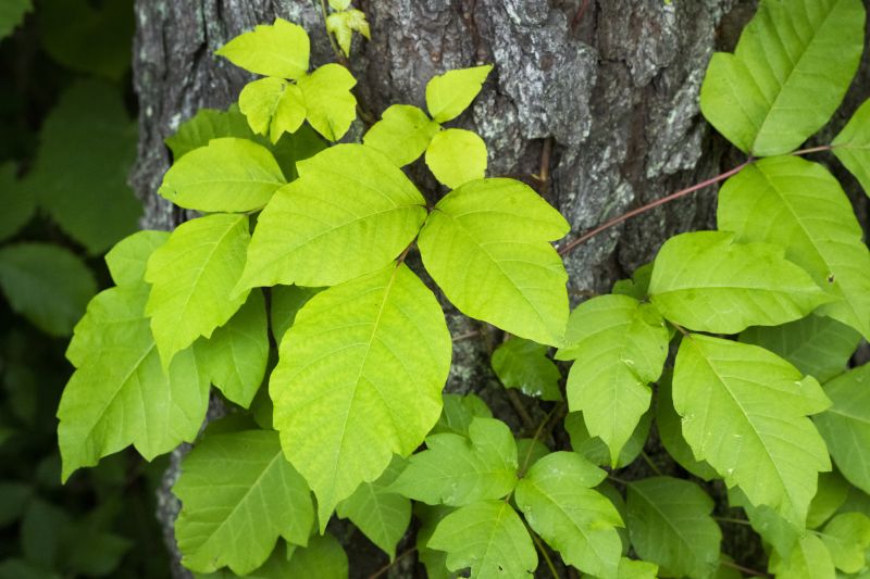 Vine Removal Cost Guide — Cost of Vine Removal